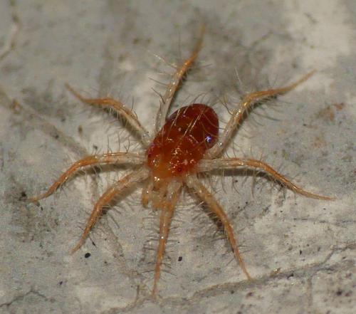 Erythracarus epigeus